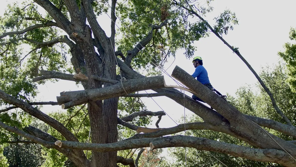 Professional Crown Thinning performed by certified arborists in Winnsboro